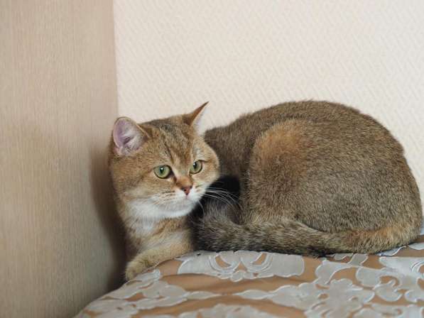 Британская кошка. Девочка в Москве