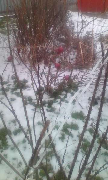 Саженцы и семена в Краснодаре фото 6