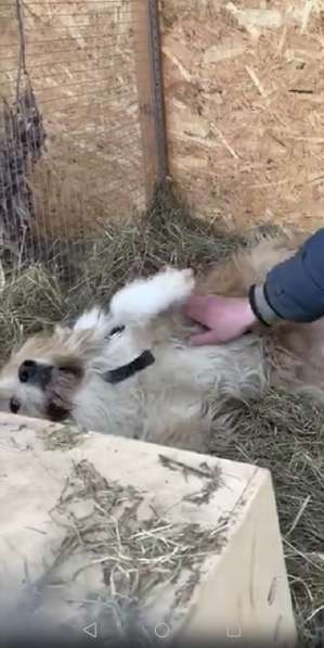 Чарлик хочет домой в Москве фото 9