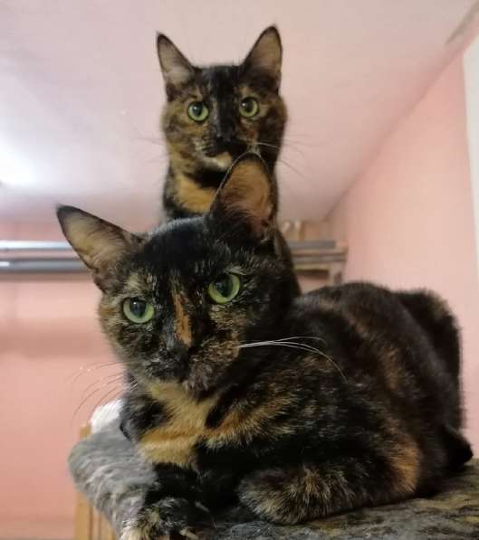 Котенок в добрые руки. Крошка пеструшка в Калуге фото 40