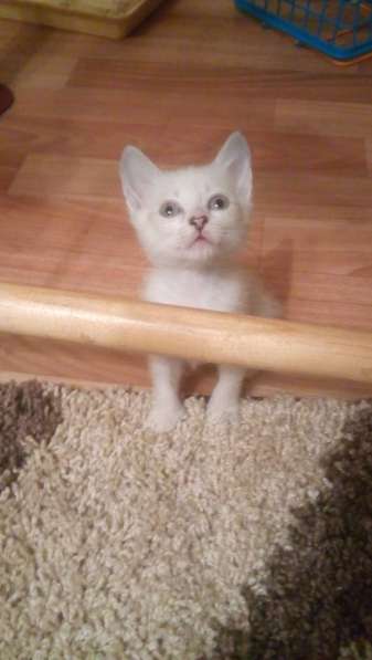 Отдам сибирского котенка в Красноярске фото 3