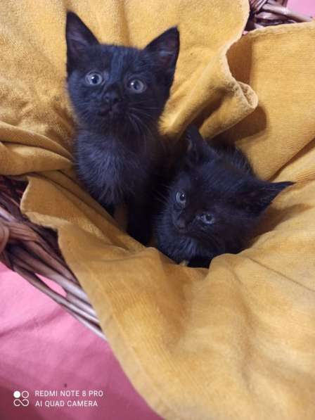 Черные котята в Краснодаре