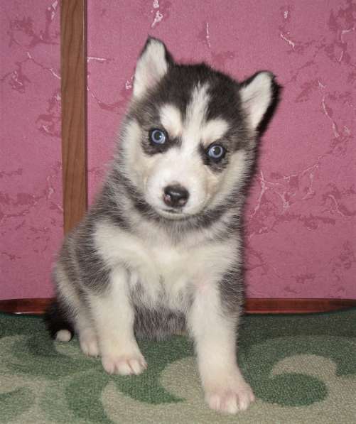 Девочки хаски в Москве фото 13