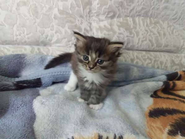 Котята Британской породы в Кирове фото 3