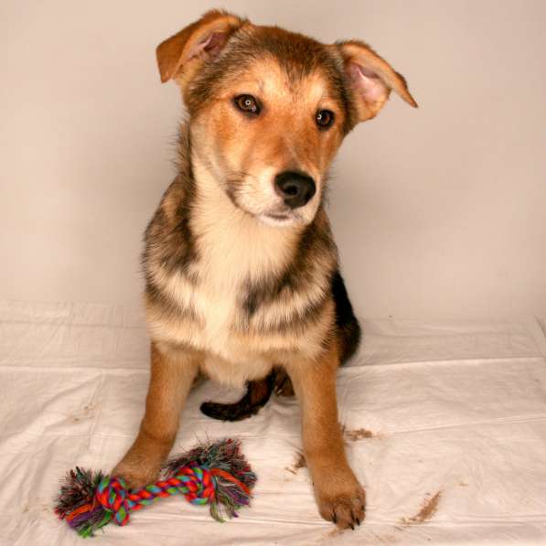 Малыши ищут семью: собачки в дар в Химках фото 9