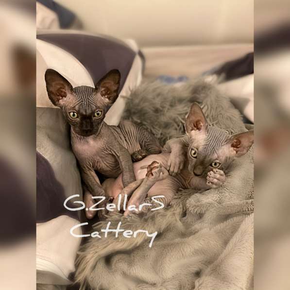 Sphynx Blue Prince в Москве фото 5