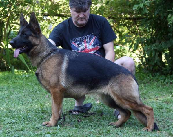 Щенки немецкой овчарки в Москве