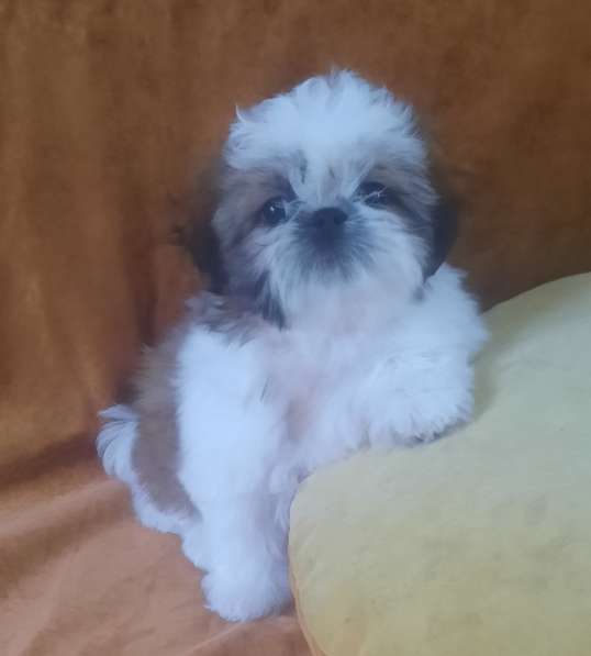 Shih - Tzu. White - golden girls в 