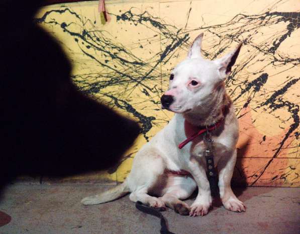 Маленькая умная собачка ищет дом в Санкт-Петербурге фото 16