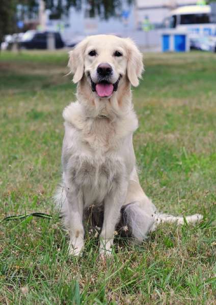 Золотистый ретривер Тиффани в добрые руки! в Москве фото 18