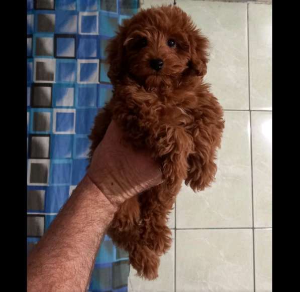 Poodle. Red brown boy в 
