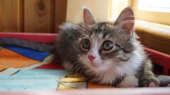 Невероятный красавец котенок Давид ищет дом в Жуковском фото 7