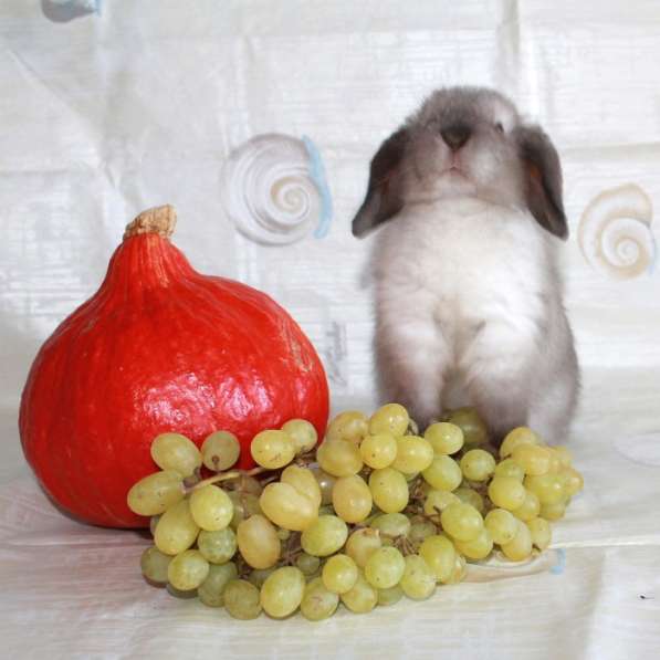 Карликовые крольчата Минилопы в Электрогорске фото 8