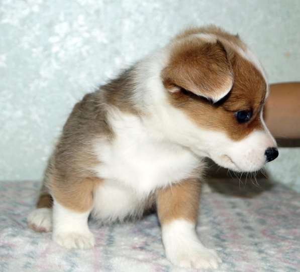 Щенки вельш корги кардиган в Москве фото 15