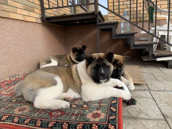 Акита в Ростове-на-Дону фото 68