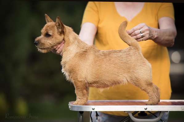 Норвич терьер сука 6-и месяцев в Москве фото 3