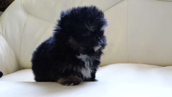 Мини-мишка девочка померанского шпица. Крошечная в фото 27