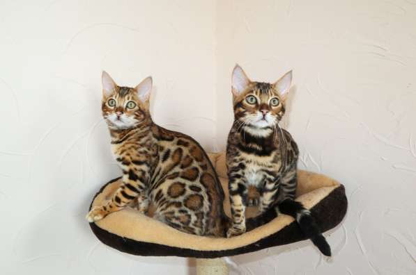 Бенгальские котята из питомника. Sale Bengal kittens! n 24 в фото 8