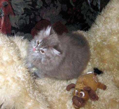 Крупные сибирские котята в Москве фото 4