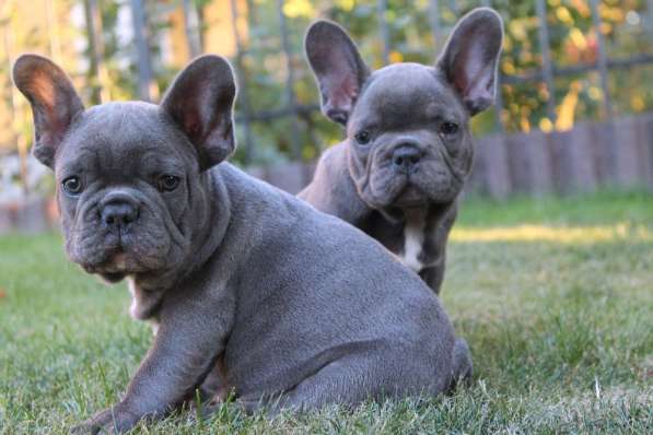 Sale French bulldog