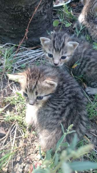 Подарю котят в Ростове-на-Дону фото 12