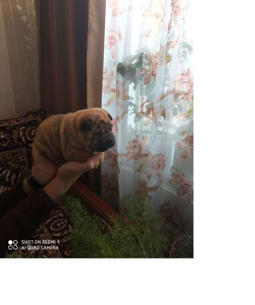 Щенки в Краснодаре фото 13