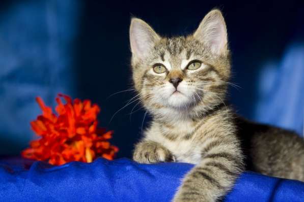 Ищут дом котята Альфа, Мышка и Рыжик в Москве фото 20