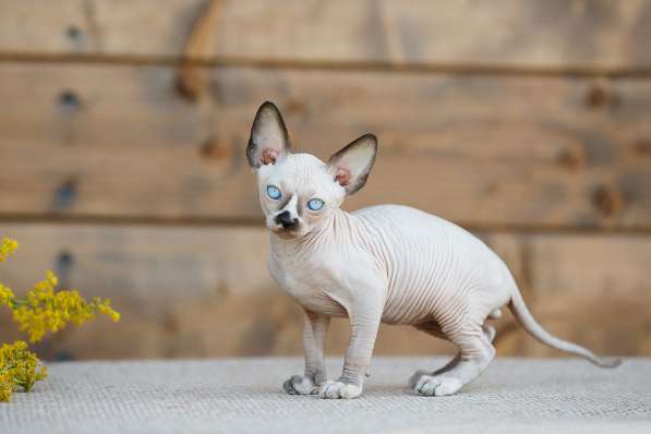 Роскошные из питомника котята Эльф, Бамбино, сфинкс в Ижевске фото 10