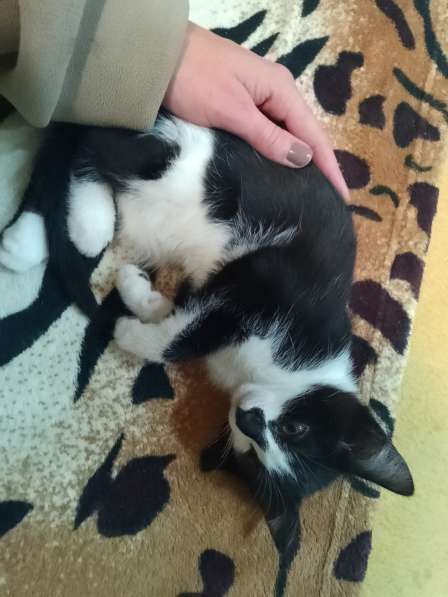 Отдаëм котëнка в добрые руки (мальчик 3 месяца) в Реутове фото 8