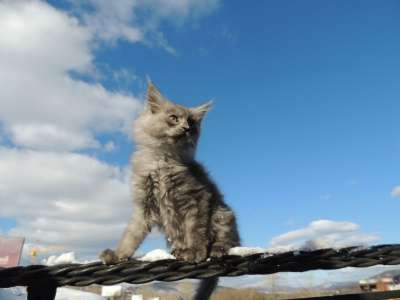 котята мейн-кун в Челябинске