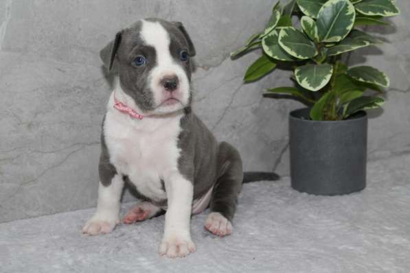 Высококачественные щенки Амстаффа в