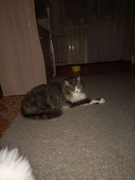 Кот сибиряк,4 года в Новосибирске фото 63