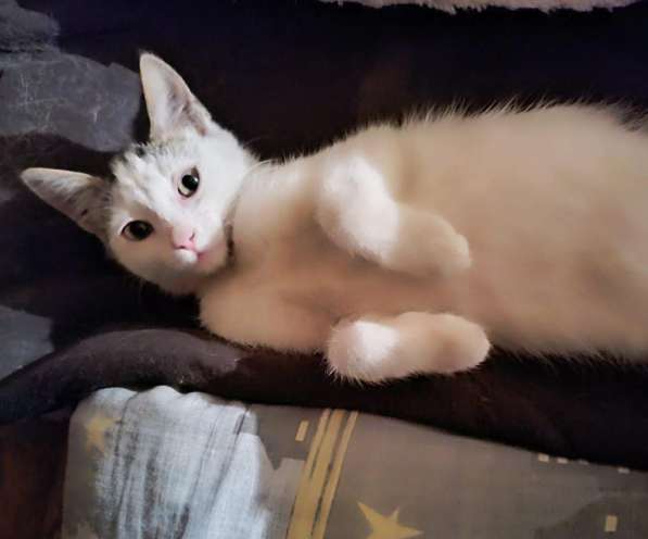Котёнка ищет дом для создания уюта в Москве фото 7
