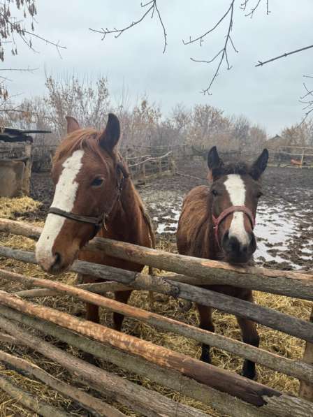 Продается лошадь с жеребенком в Саратове