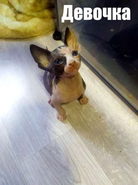 Донской сфинкс кошечка