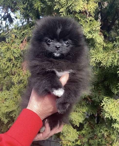 Pomeranian spitz. Mini black girl в 