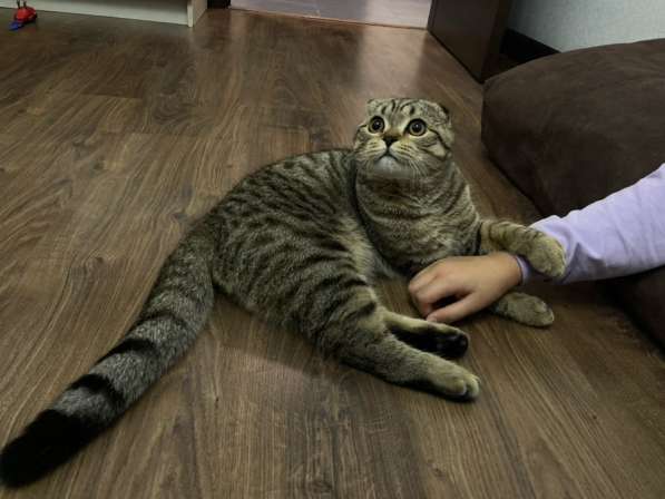Кот