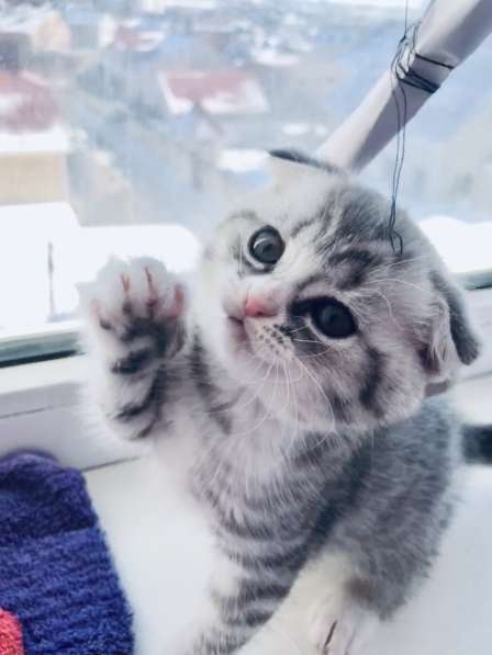 Котята вислоухие шотландские в Ставрополе фото 6