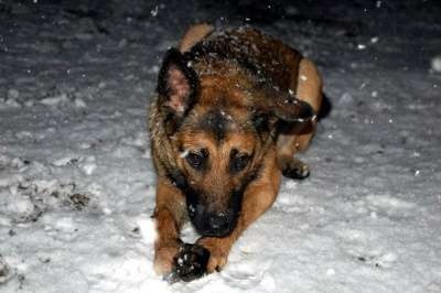 Отдам даром Альба в поисках дома в Санкт-Петербурге