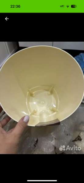 Аглонема демон в Оренбурге