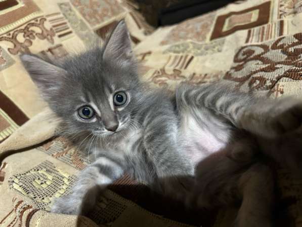 Котята 1 мес в Астрахани