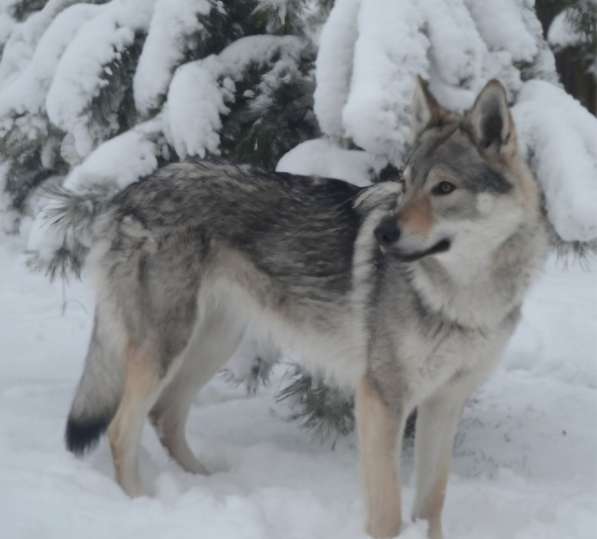 Шенки чехословацкий влчак в Москве