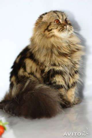 Кошечка - хайленд фолд в Хабаровске фото 3