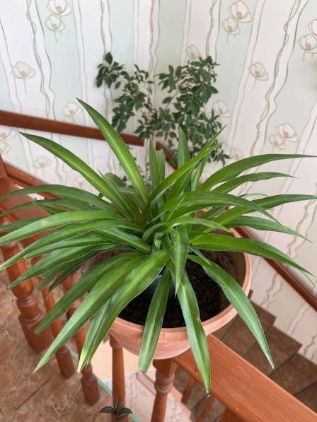 Хлорофитум