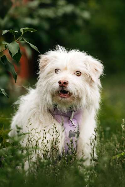 Очаровательный белый пёсик Банди в дар