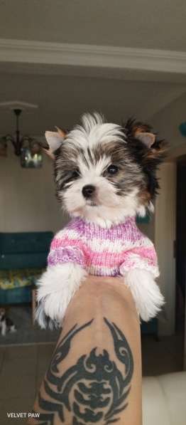 Мини девочка Бивер