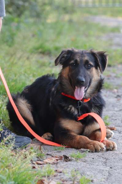 Щенок-подросток Вилли в добрые руки