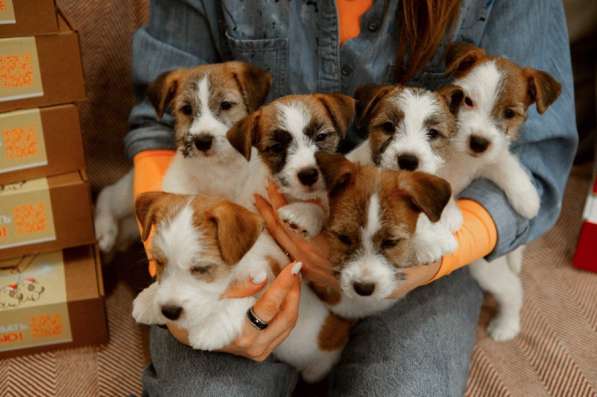 Щенок Джек Рассел терьер