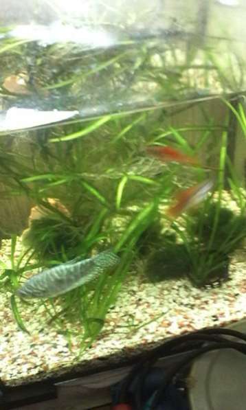 Аквариум с 6тью рыбками в Москве фото 5