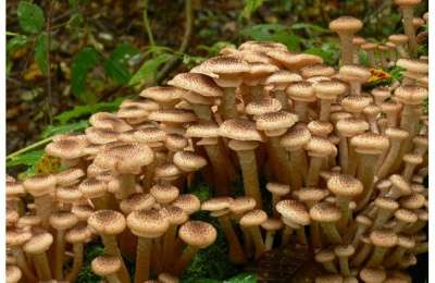 Мицелий (семена) грибов. Разные виды. в Абакане фото 4